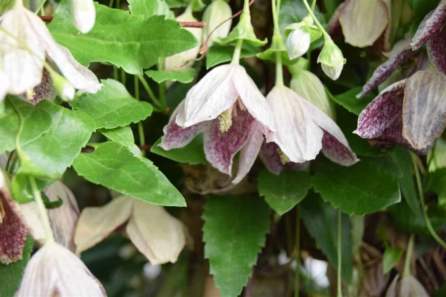 Clematis cirrhosa 'Freckles'